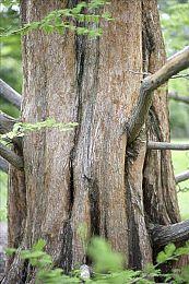 爽快街机赛车游戏《Cruis'n Blast》公开经典赛道视频